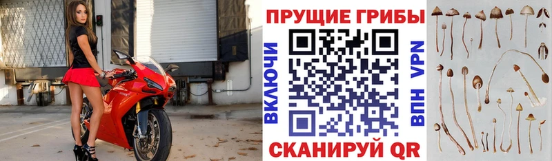 наркота  Могоча  площадка какой сайт  Псилоцибиновые грибы MAGIC MUSHROOMS 